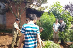 Lâm Đồng: Trồng gần 850 cây cần sa ngay trong vườn nhà