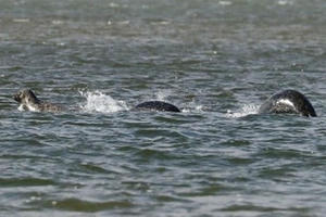 Bức ảnh rõ nét nhất về "quái vật hồ Loch Ness"