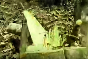 Rừng Quan Sơn “chảy máu”, làm rõ trách nhiệm tập thể, cá nhân liên quan