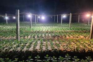 Quảng Bình: Người trồng hoa vùng rốn lũ chong đèn thúc hoa, đau đáu nỗi lo "mất Tết"