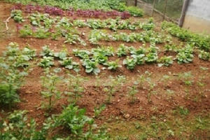 Ngại thực phẩm bẩn, người thành phố "mạnh tay" thuê đất trồng rau