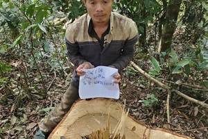 Lâm Đồng: Khởi tố đối tượng trong vụ cưa hạ gần 10 cây gỗ lớn