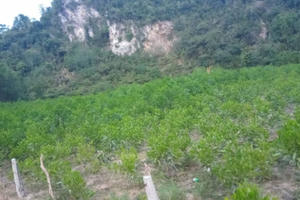 Chết lặng nhìn vườn keo gần 4.000 gốc bị “tàn sát” không thương tiếc