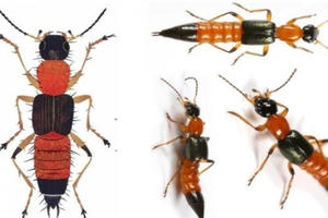 Bộ Y tế ra khuyến cáo phòng chống kiến ba khoang Bộ Y tế ra khuyến cáo phòng chống kiến ba khoang