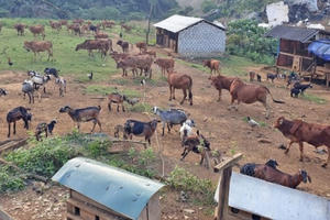 Giảm hộ nghèo nhờ các mô hình hỗ trợ phát triển sản xuất ở Nghệ An