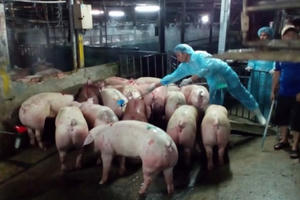 Điểm báo ngày 2/11/2016: Heo bơm nước - từ lò đến chợ