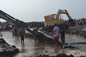 Nghệ An: Hàng trăm người dân chung tay giải cứu cá voi siêu khủng mắc cạn trên bãi biển Nghệ An: Hàng trăm người dân chung tay giải cứu cá voi siêu khủng mắc cạn trên bãi biển