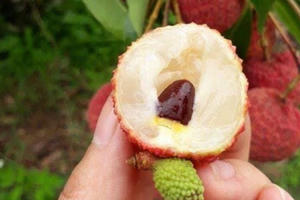 Giá vải thiều sớm tại Bắc Giang đạt ngưỡng 35.000đ - 40.000đ/kg