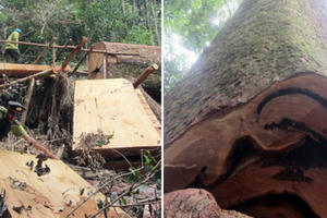 Anh xem biệt thự của tôi, gỗ quý nào chẳng có