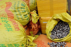 Quảng Ninh: Bắt giữ xe tải chở gần 2.000 kg sò biển không rõ nguồn gốc