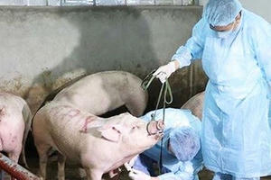 Tạm ứng 1.200 tỷ hỗ trợ người nuôi lợn mắc dịch tả châu Phi