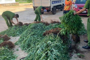 Đắk Lắk: Phát hiện hộ dân trồng hàng trăm cây cần sa trong rẫy cà phê