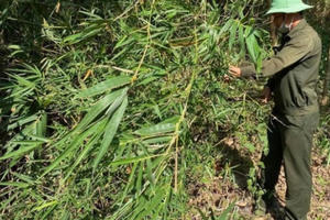 Nắng hạn, rừng ở MDrak-Đắk Lắk có nguy cơ cháy cao