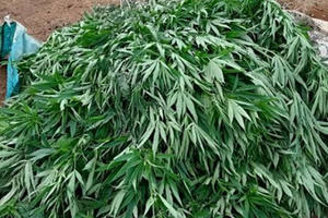 Đắk Nông: Hàng loạt hộ dân trồng cây cần sa trái phép