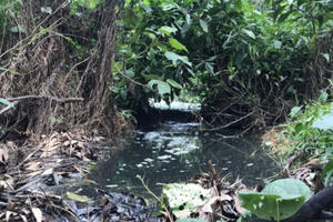 Trại lợn tra tấn người dân: "Phải đảm bảo môi trường mới được tiếp tục tái đàn"