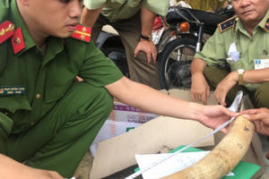 Thu giữ gần 20kg ngà voi vận chuyển trái phép tại Bình Định