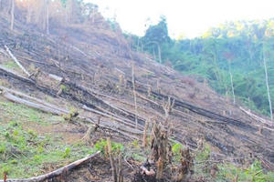 Nghệ An: 5 cán bộ xã bị kỷ luật vì để xảy ra phá rừng