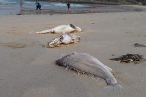 Bộ KH&CN công bố nguyên nhân cá chết hàng loạt tại miền Trung