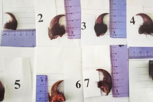 Quảng Trị: Đối tượng mua bán động vật hoang dã lĩnh án