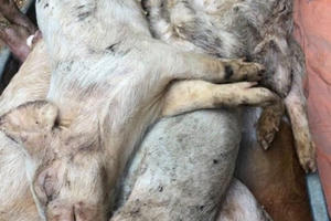 Dân cầu cứu vì mua phải 400 lợn con của Mavin nhiễm dịch tả heo Châu Phi?