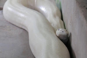 Trăn 'khủng' toàn thân màu trắng ở miền Tây