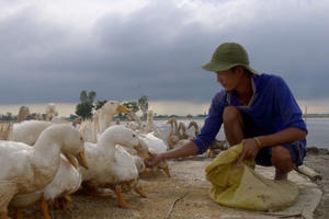 Robinson của Đồng Tháp Mười Robinson của Đồng Tháp Mười