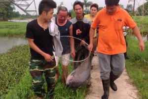 Hà Nội: Cần thủ câu được trắm đen 34 kg, không đồng ý cho chủ hồ đổi 1 con bê