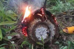 Hai anh em ra vườn chơi bị ong đốt khiến 1 cháu bé tử vong, 1 bé nhập viện