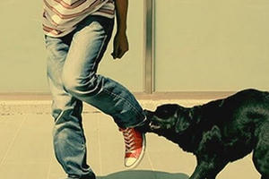 Bình Phước: Thanh niên 17 tuổi tử vong sau khi bị chó cắn