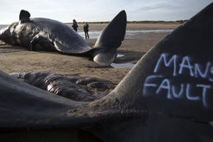 "Thủy quái" liên tiếp dạt bờ: Điềm báo gì?