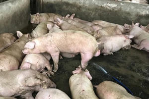 Hàng trăm con heo được bơm căng nước để mang đi tiêu thụ