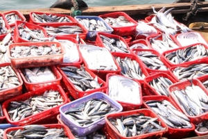 Quảng Trị: Phát hiện chất Phenol cực độc trong cá nục đông lạnh thu mua ngay sau thời điểm cá chết