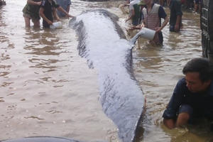 Nghẹt thở giây phút giải cứu cá voi dài 13m mắc cạn trên bãi biển Nghẹt thở giây phút giải cứu cá voi dài 13m mắc cạn trên bãi biển
