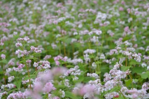 Hà Giang: Nhiều điểm mới tại Lễ hội hoa Tam Giác Mạch 2016