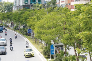 Hà Nội đã trồng mới 700.000 cây xanh