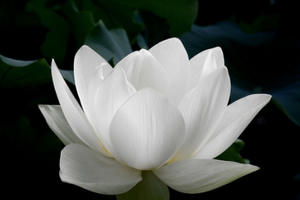 Tiến sĩ, Tổng biên tập Tạp chí Đông Nam Á Trần Quốc Trị từ trần