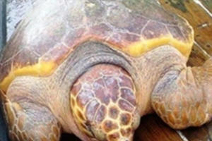 Ngư dân Thanh Hóa phóng sinh rùa vàng "khủng" cực quý hiếm