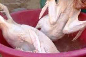 Cận cảnh chế biến thực phẩm bẩn thành đặc sản đắt tiền