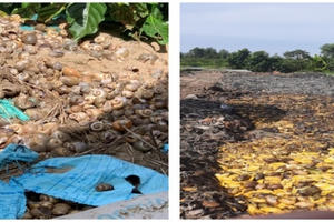 Hậu Giang: Phát hiện 2 công ty đổ chất thải trái quy định ra môi trường