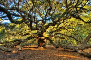 Ngắm cây sồi 450 tuổi phủ rộng 1.600 m2 đẹp như bức tranh thủy mặc Ngắm cây sồi 450 tuổi phủ rộng 1.600 m2 đẹp như bức tranh thủy mặc