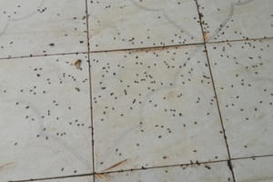 Hà Giang: Kiến ba khoang hoành hành, nhiều trường phải cho học sinh nghỉ học Hà Giang: Kiến ba khoang hoành hành, nhiều trường phải cho học sinh nghỉ học