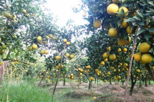 Nông nghiệp, nông thôn Hưng Yên khởi sắc