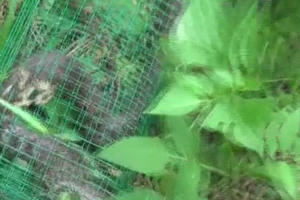 Những thanh niên bẫy rắn hổ mang 'khủng' bằng mồi cóc Những thanh niên bẫy rắn hổ mang 'khủng' bằng mồi cóc