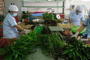 Rau an toàn, VietGAP nghẽn đầu ra, nông dân xin chuyển canh tác truyền thống