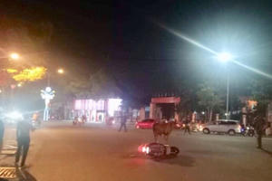 Bình Dương: Bò "điên" náo loạn đường phố, nhiều người bị thương