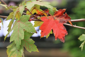 Phong lá đỏ chuyển màu đỏ rực tạo thêm điểm nhấn lãng mạn cho đường phố Thủ đô