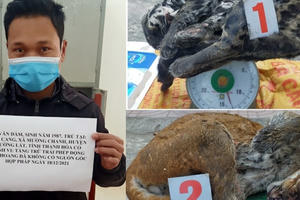 Phát hiện, bắt giữ đối tượng tàng trữ 2 cá thể báo gấm và beo lửa