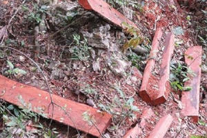 Phạt nặng hành vi khai thác rừng trái pháp luật