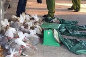 Quảng Ninh: Bắt giữ người đàn ông vận chuyển hàng chục cá thể tê tê Quảng Ninh: Bắt giữ người đàn ông vận chuyển hàng chục cá thể tê tê