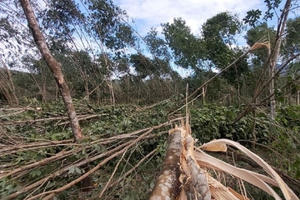 Bão số 9 đi qua: Tan hoang “vàng trắng” Nam Đông